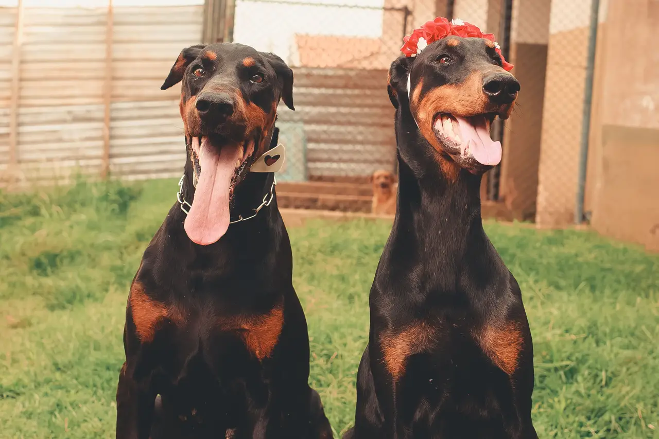 Dobermann assis dans l'herbe, deux chiens dont l'un porte un ruban rouge