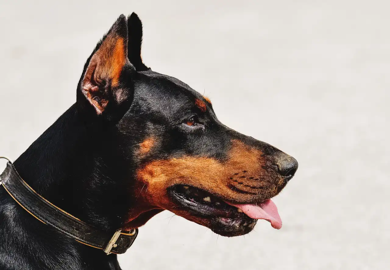 Dobermann de profil avec oreilles coupées et collier