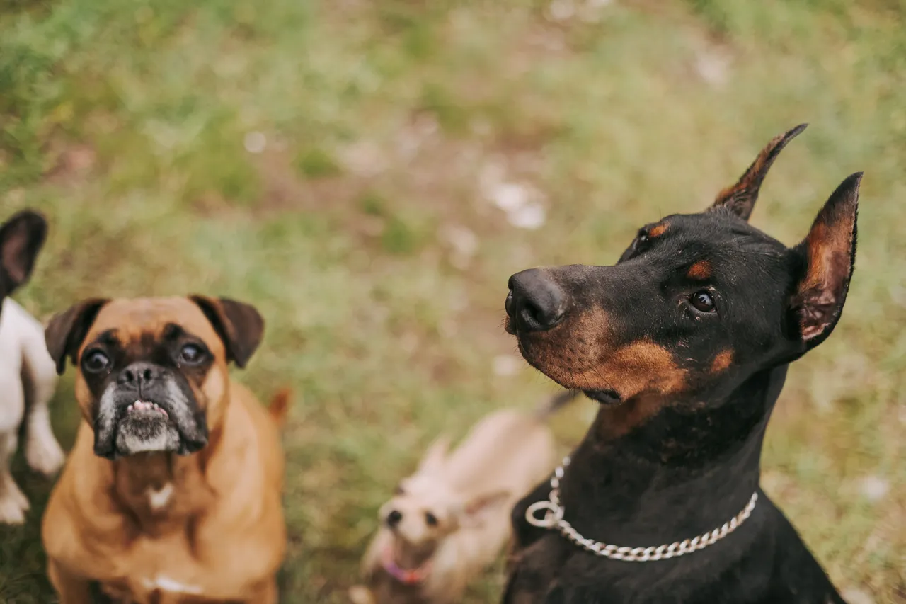 Dobermann regardant vers le haut à côté d'autres chiens