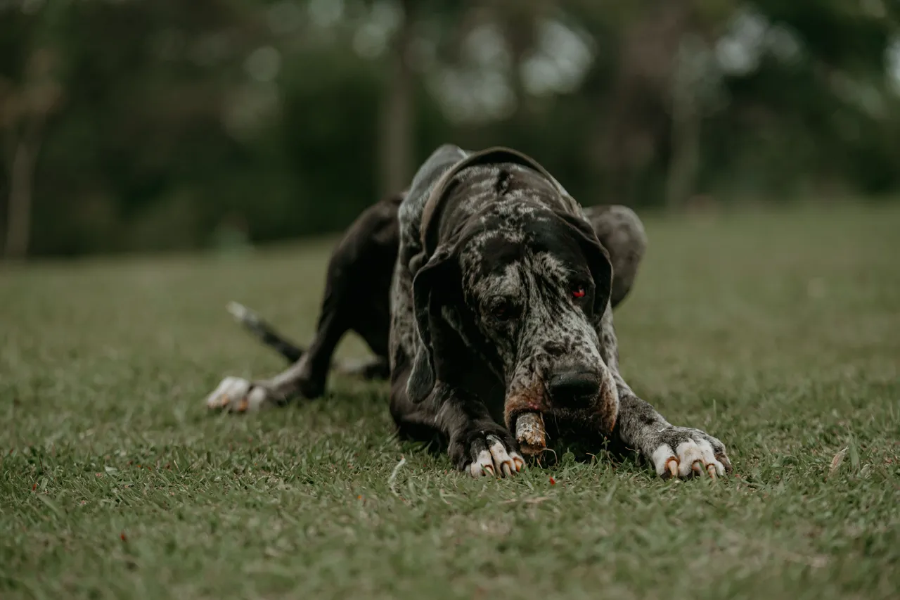 Dogue Allemand allongé dans l'herbe en train de mâcher un os