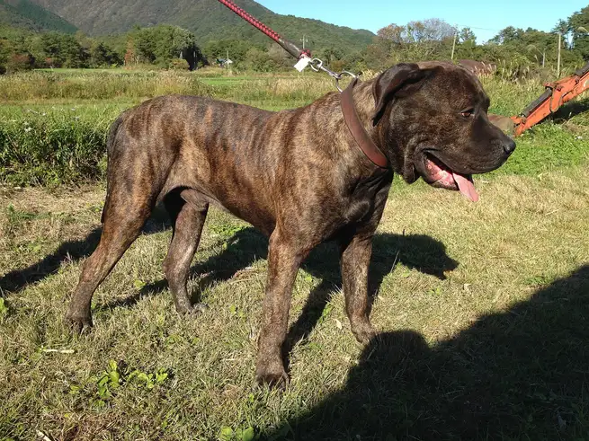 Dogue des Canaries debout en laisse dans un champ, robe bringée