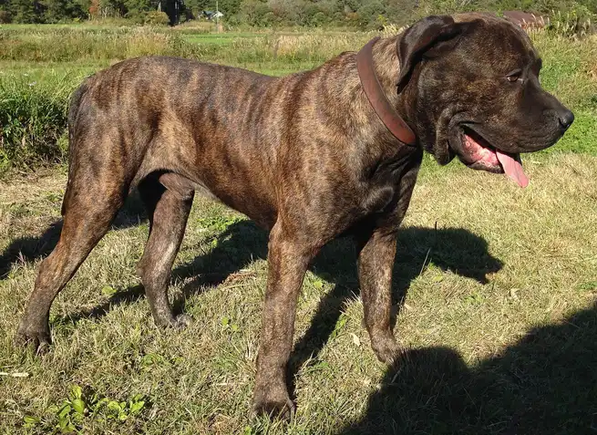 Dogue des Canaries debout dans l'herbe avec un collier brun, langue pendante
