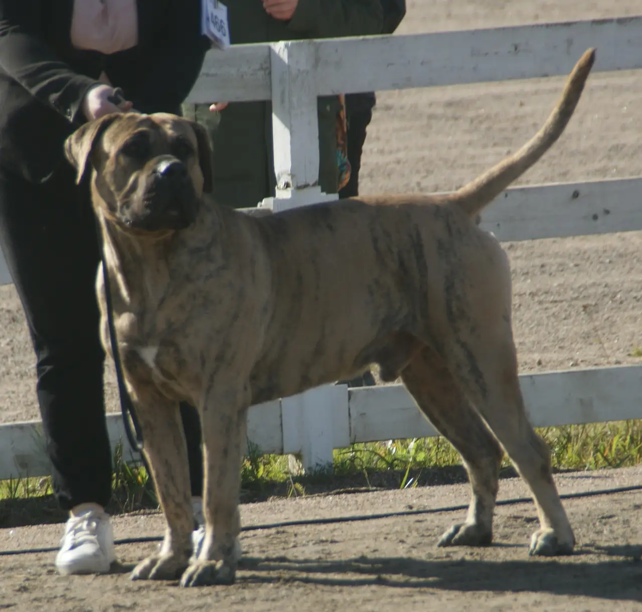 Dogue des Canaries debout en exposition tenu en laisse près d'une barrière