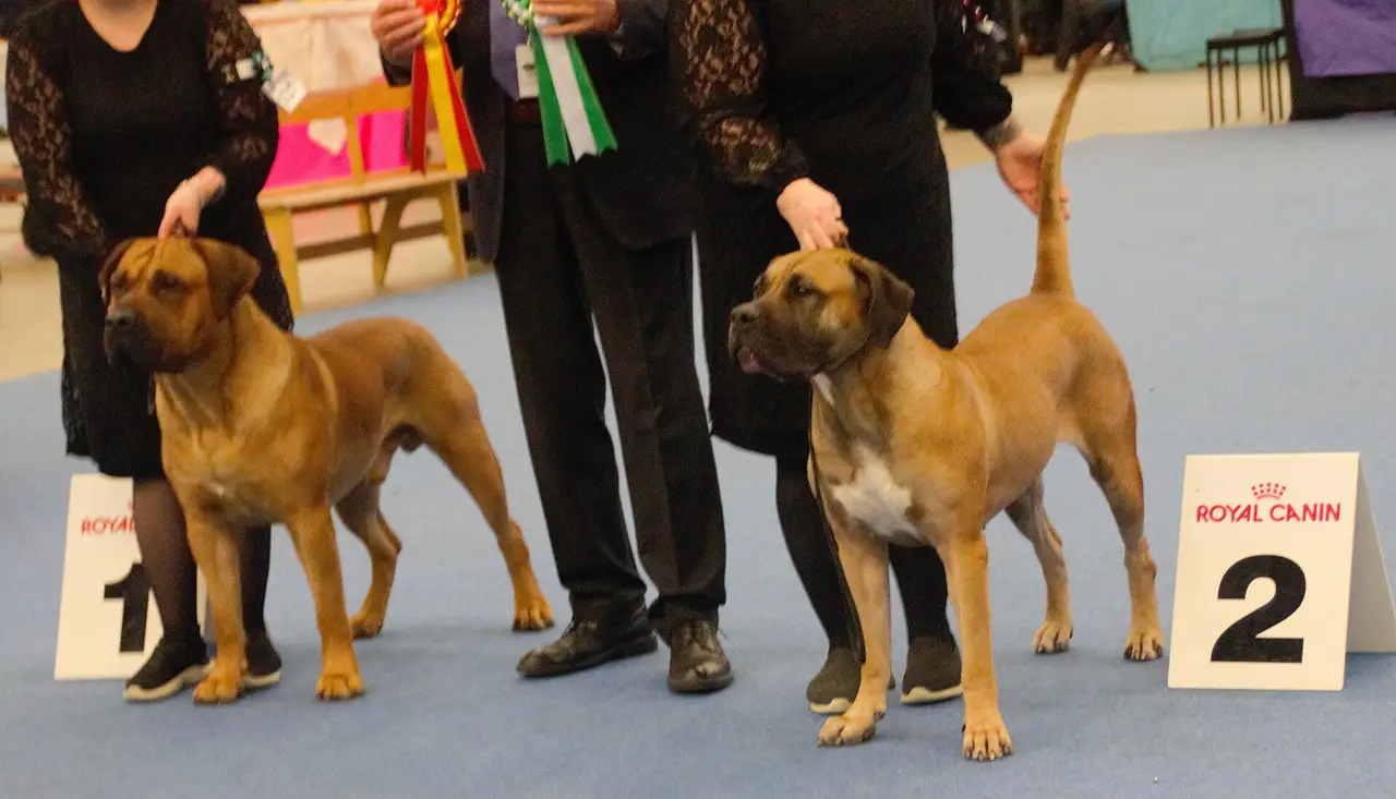Dogue des Canaries deux chiens en exposition sur un tapis bleu