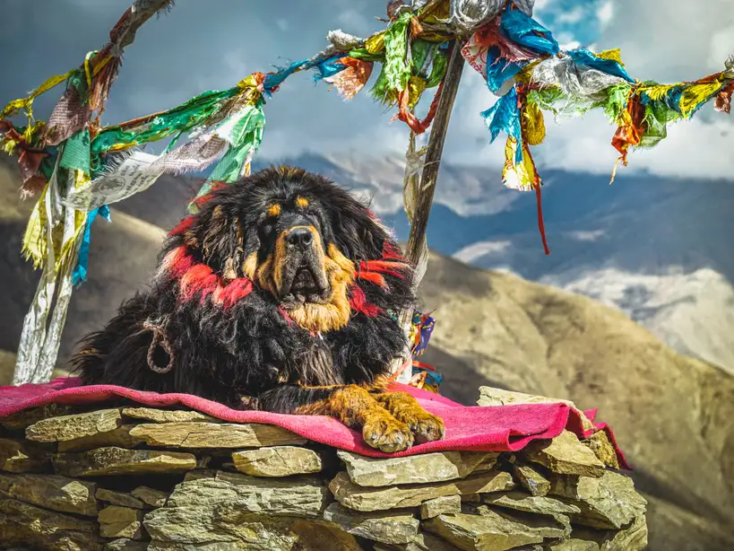 Dogue du Tibet couché sur un muret en pierre, entouré de drapeaux de prière colorés