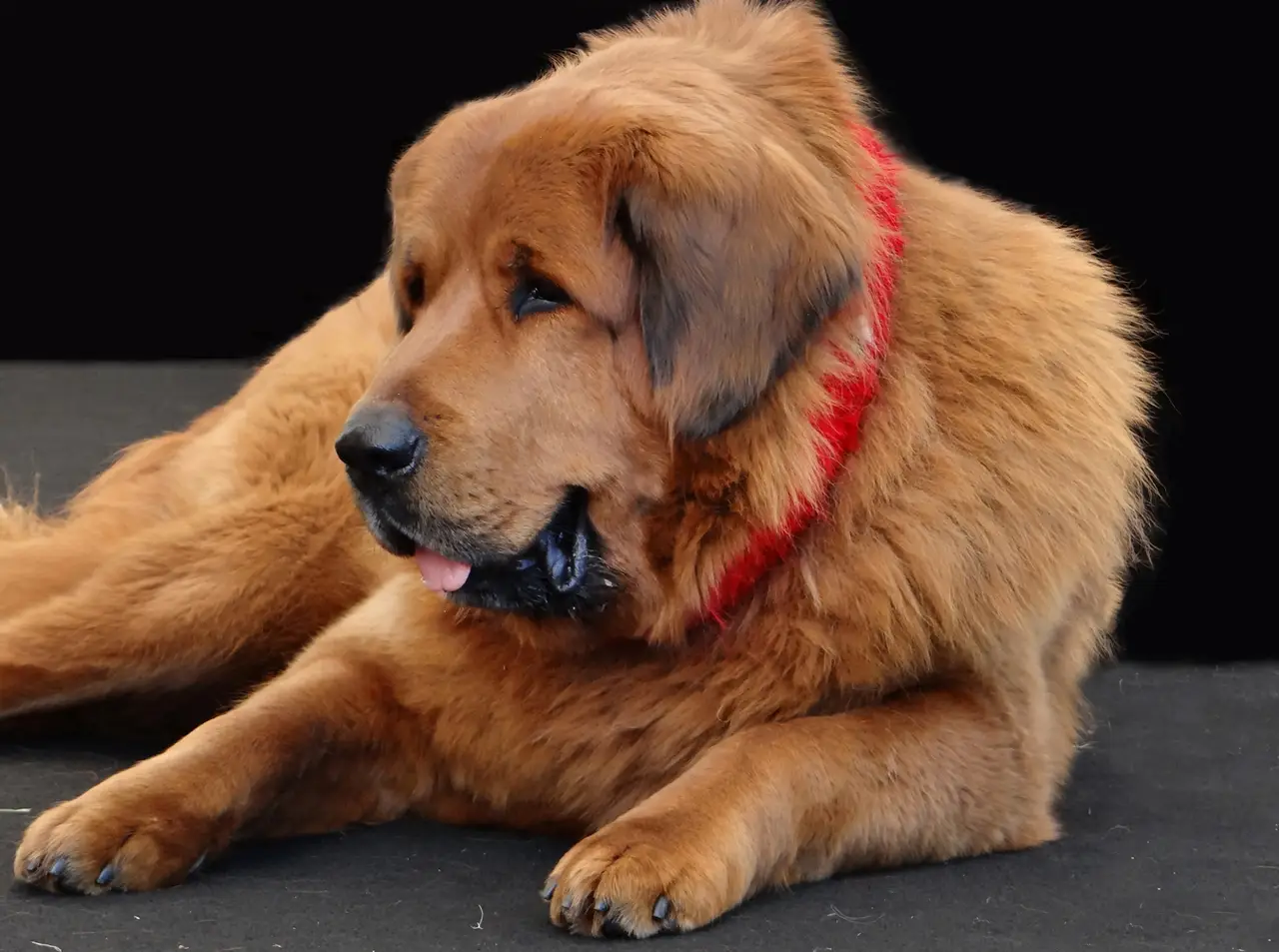 Dogue du Tibet couché sur le côté avec un collier rouge