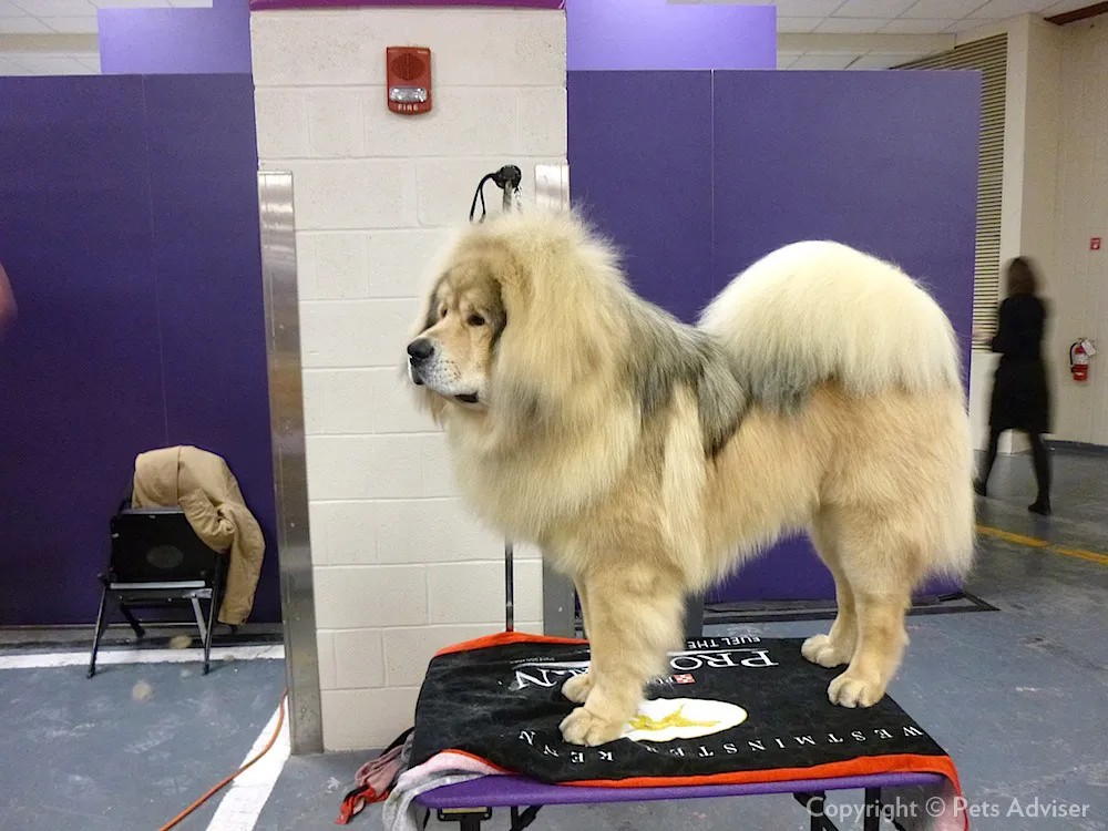 Dogue du Tibet debout sur une table lors d'une exposition canine en intérieur
