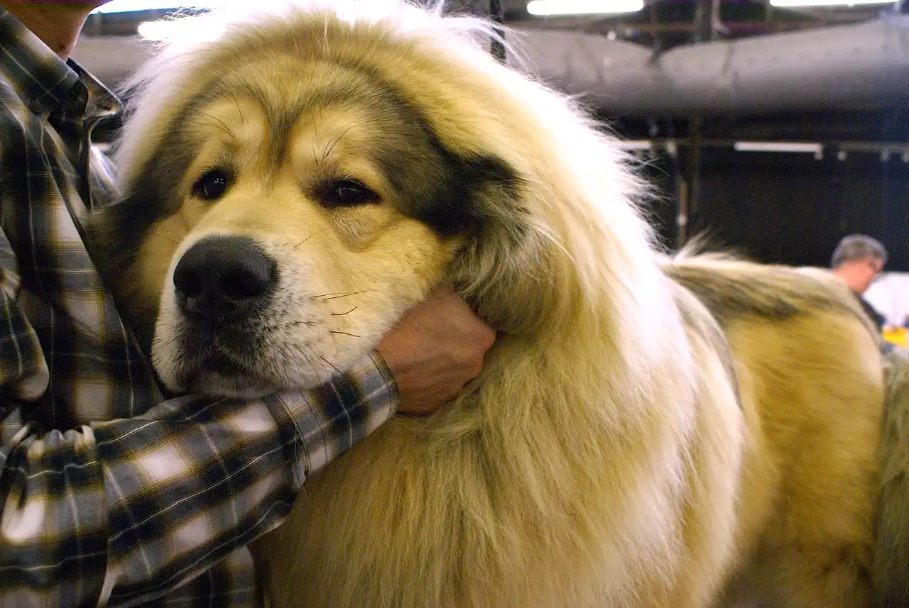Dogue du Tibet gros plan de la tête tenu par son propriétaire