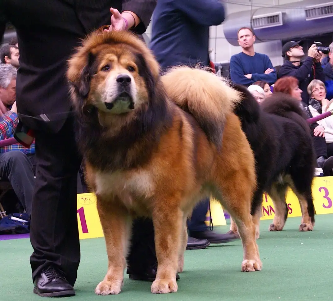 Dogue du Tibet debout dans un ring d'exposition entouré de personnes
