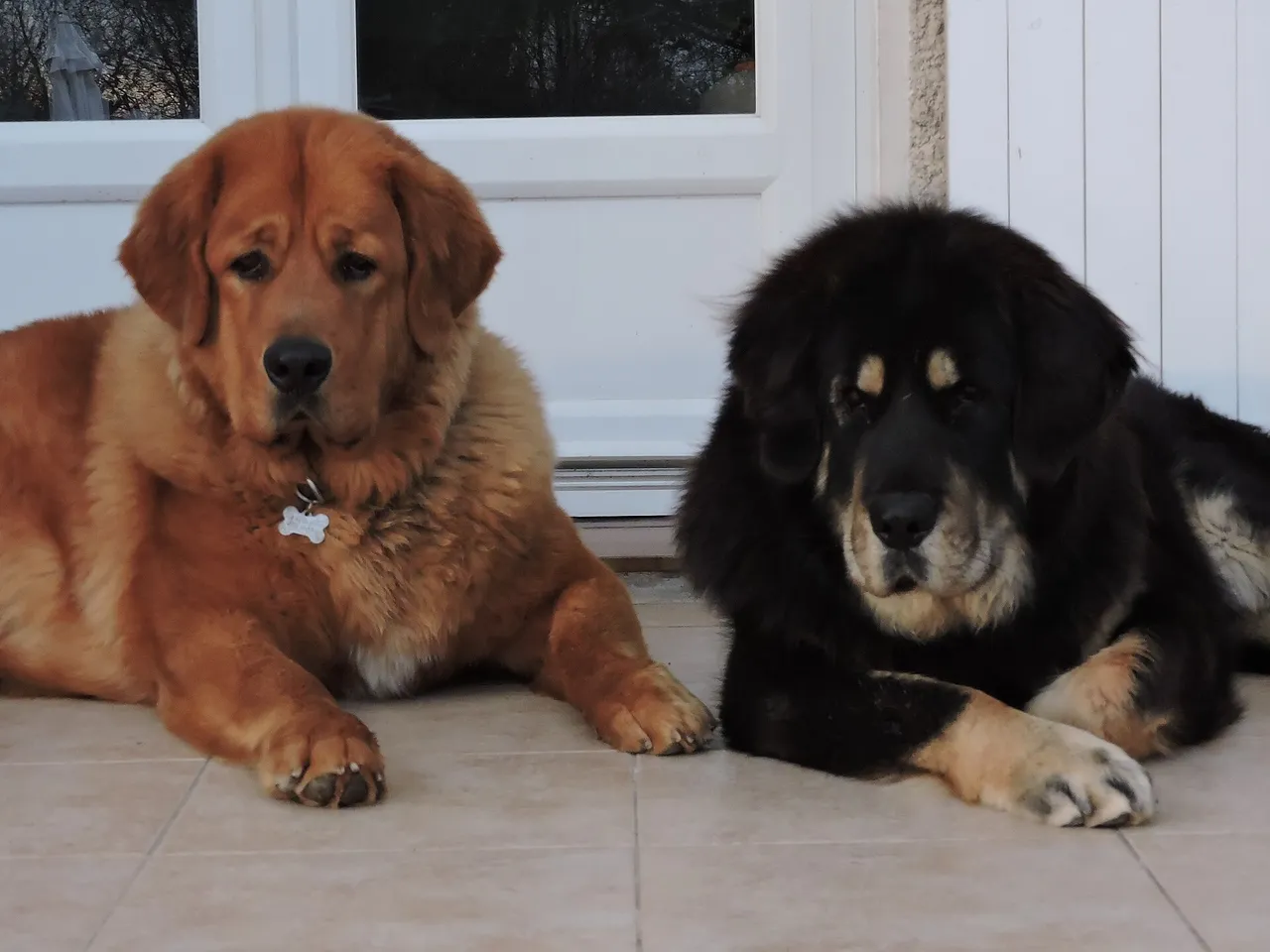 Dogue du Tibet couché sur une terrasse à côté d'un autre Dogue du Tibet