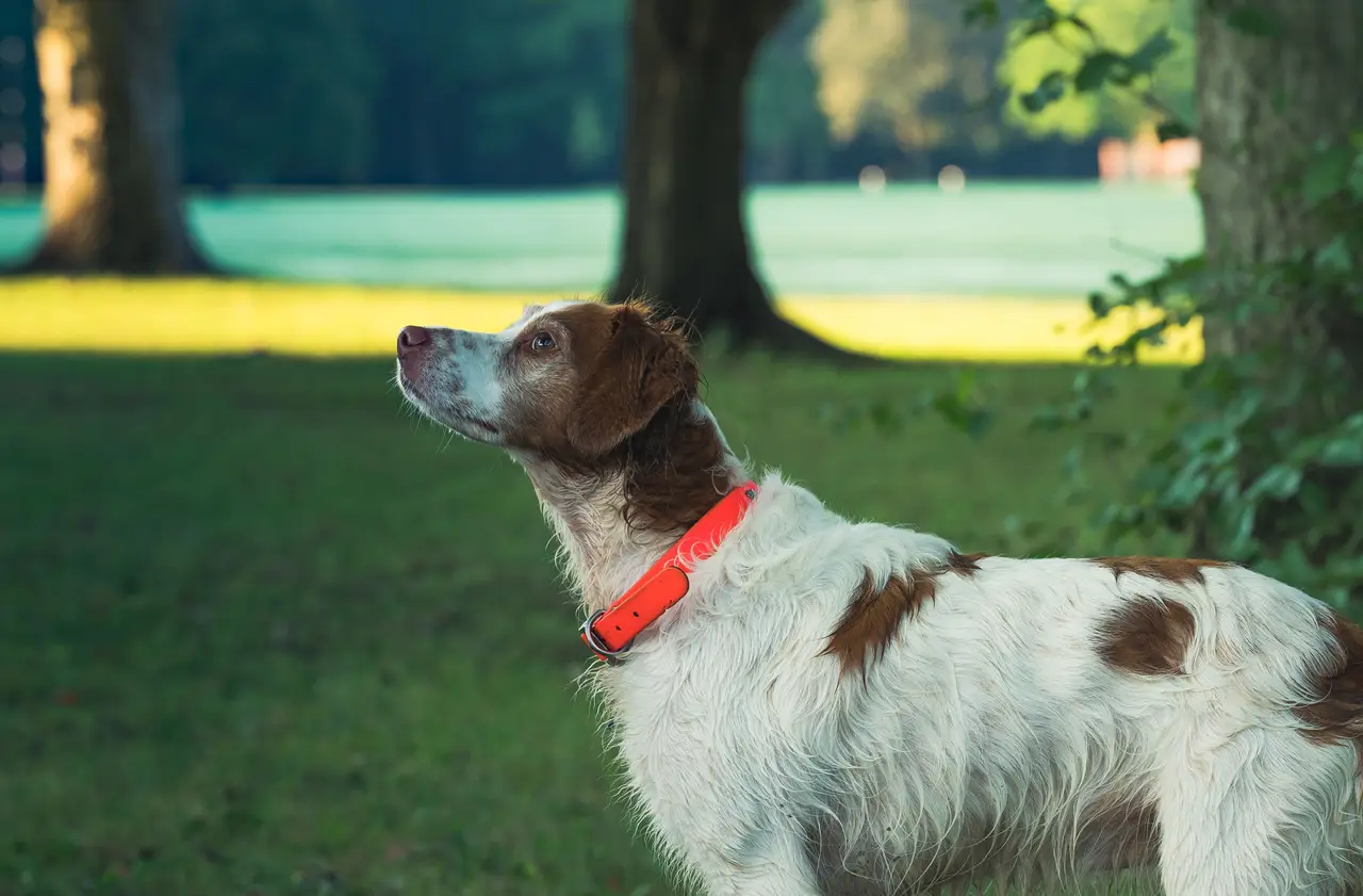 Épagneul Breton debout dans un parc, robe blanche et orange, portant un collier orange