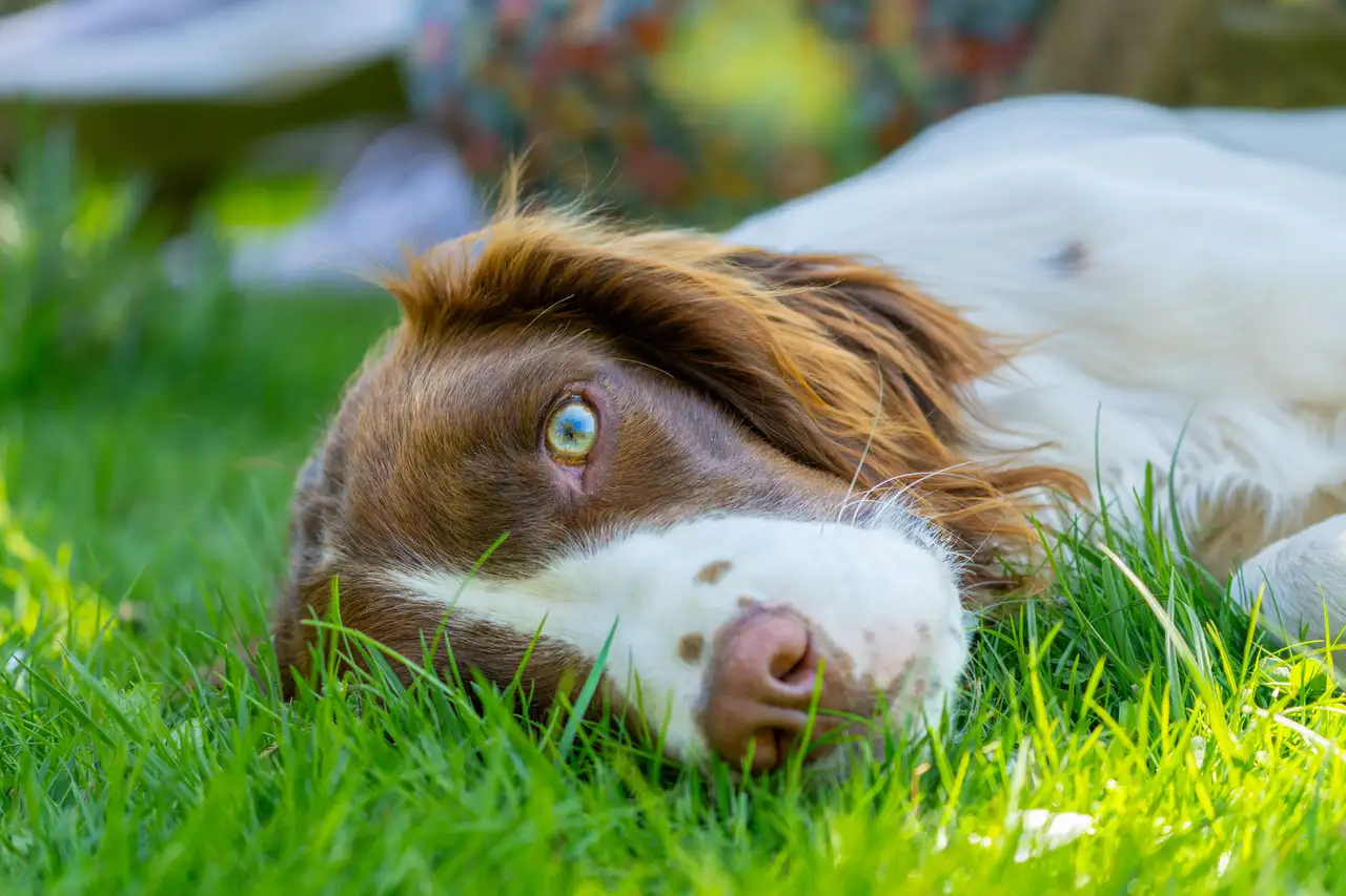 Épagneul Breton couché dans l'herbe, tête posée sur le côté