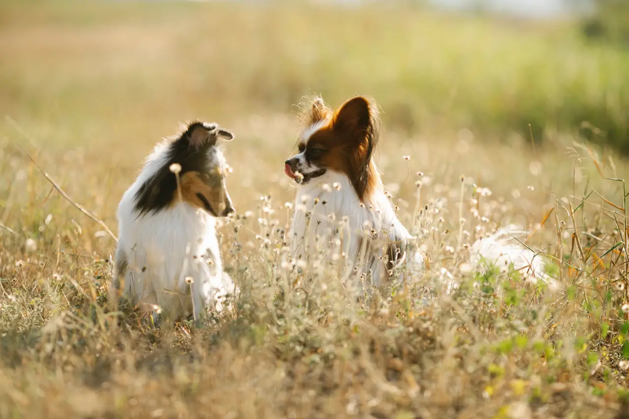 Épagneul nain continental Papillon assis dans un champ, deux chiens se faisant face