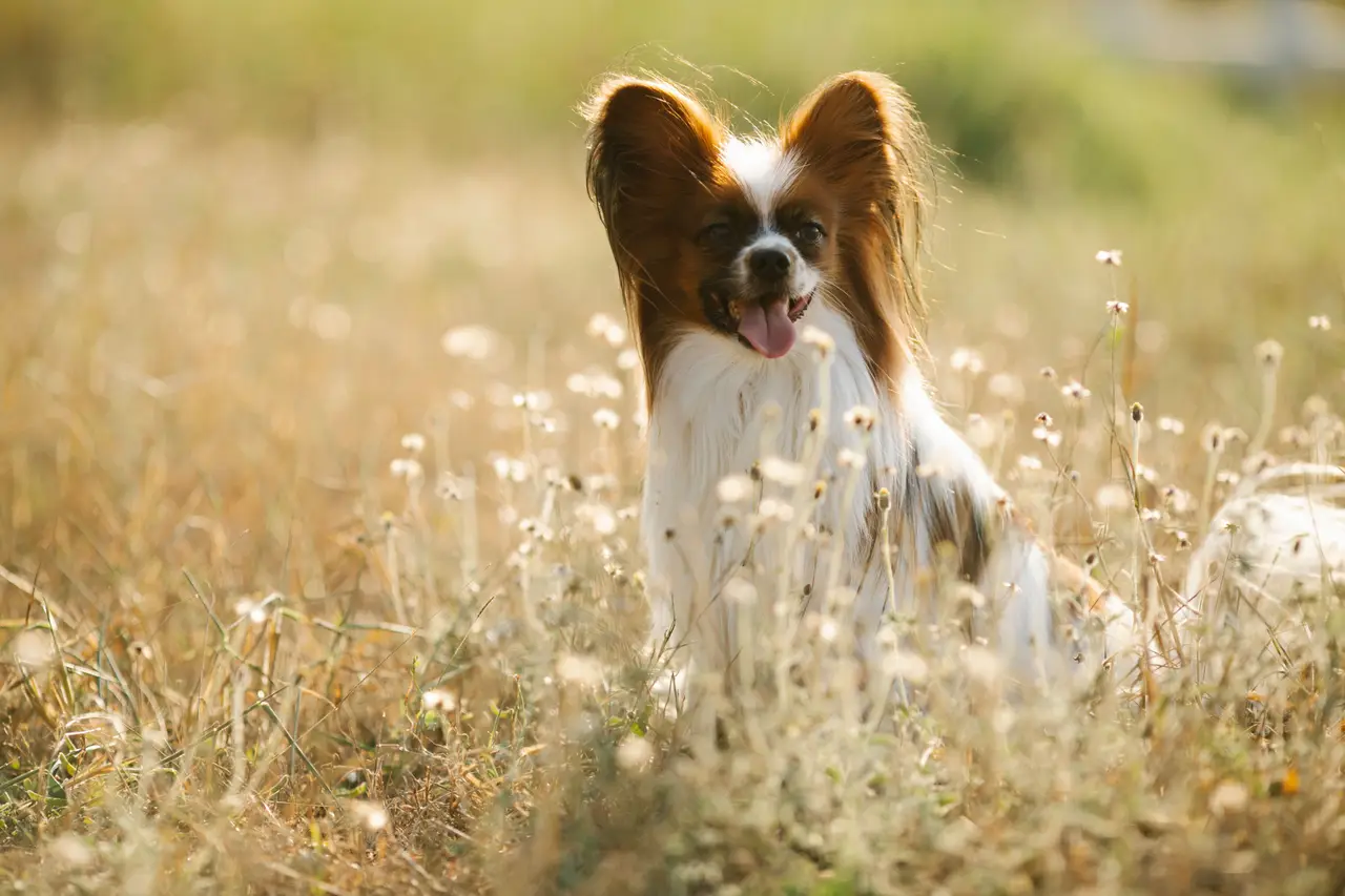 Épagneul nain continental Papillon assis dans un champ herbeux, langue sortie