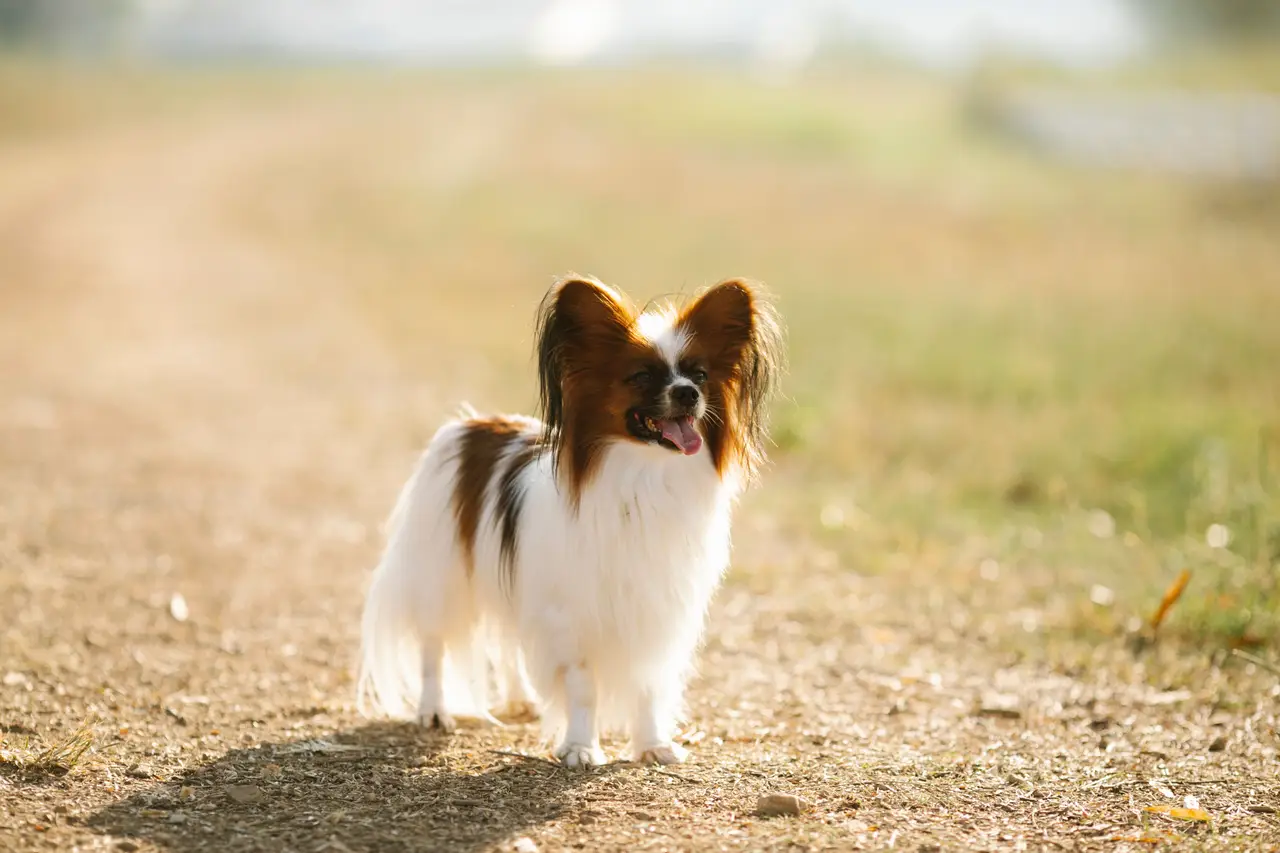 Épagneul nain continental Papillon debout sur un chemin, oreilles dressées et poil long