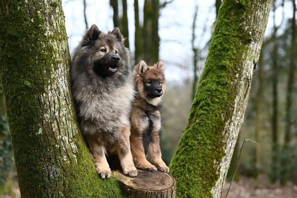 Eurasier adulte et chiot assis sur une souche entre des arbres