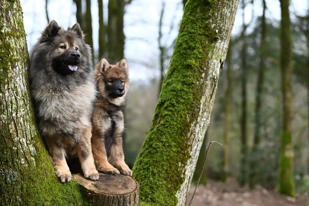 Eurasier adulte et chiot posés sur une souche dans la forêt