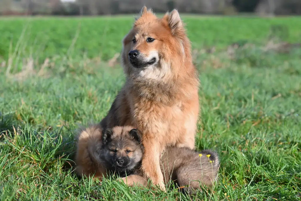 Eurasier assis dans l'herbe avec un chiot
