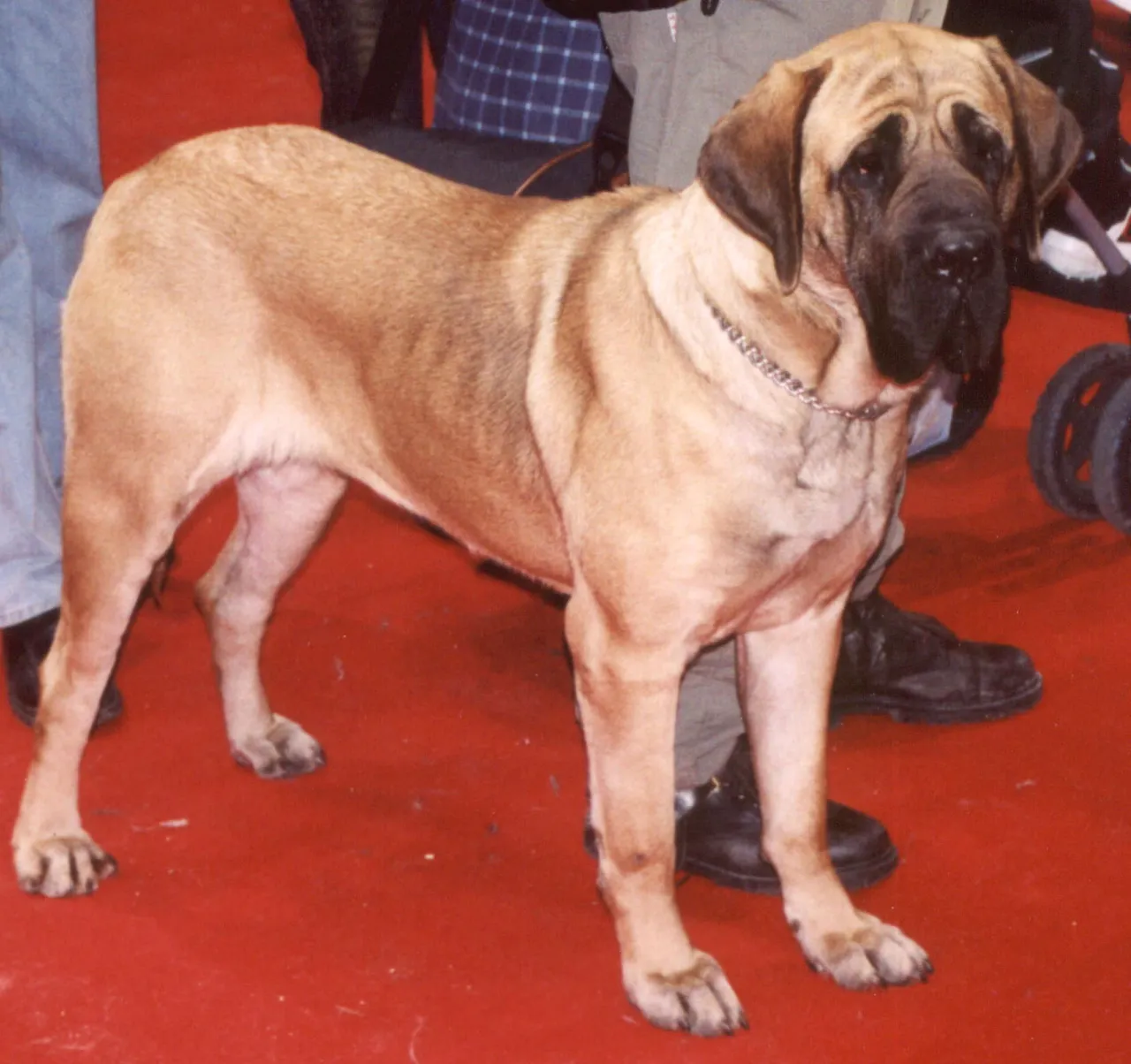 Fila Brasileiro debout sur un sol rouge lors d'une exposition