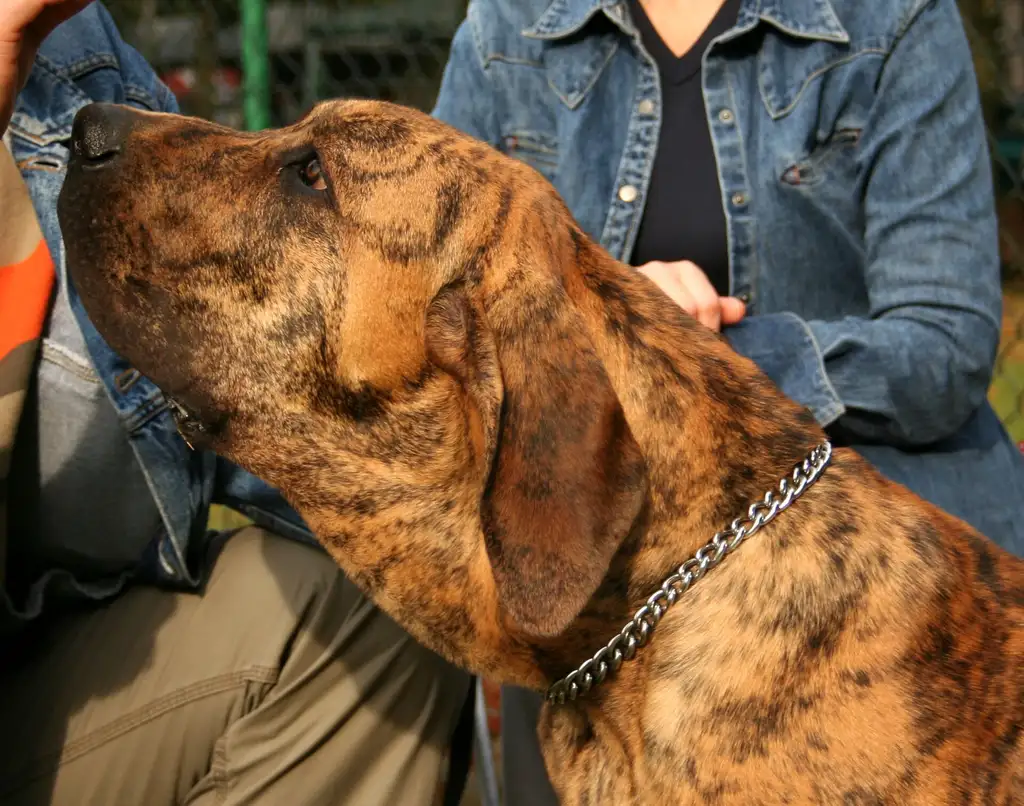 Fila Brasileiro de profil regardant vers la gauche, pelage bringé, portant un collier chaîne, personnes en arrière-plan