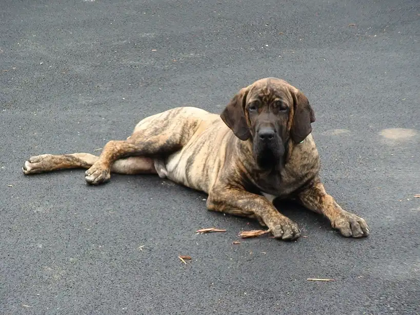 Fila Brasileiro couché sur le bitume