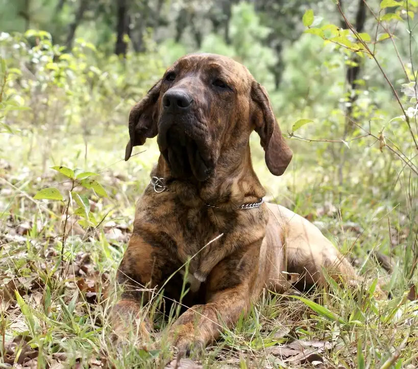 Fila Brasileiro couché dans l'herbe en milieu boisé
