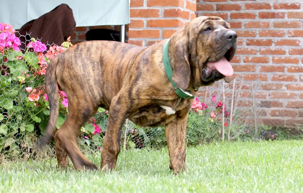 Fila Brasileiro debout dans un jardin, la langue pendante