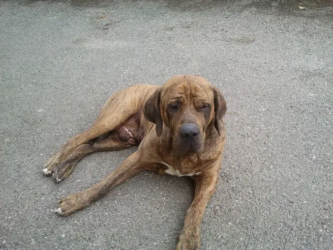 Fila Brasileiro allongé sur une surface goudronnée