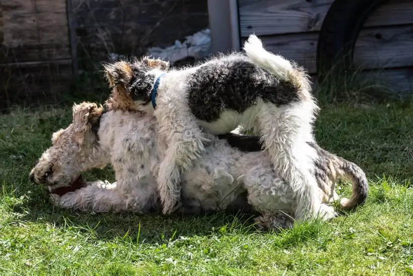 Fox-Terrier jouant dans l'herbe, un chien dessus d'un autre