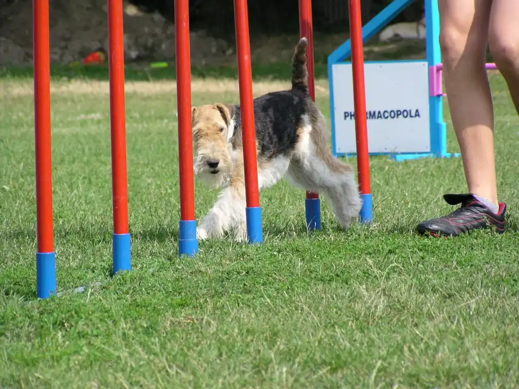 Fox-Terrier en train de slalomer entre des piquets d'agilité sur l'herbe, accompagné d'une personne