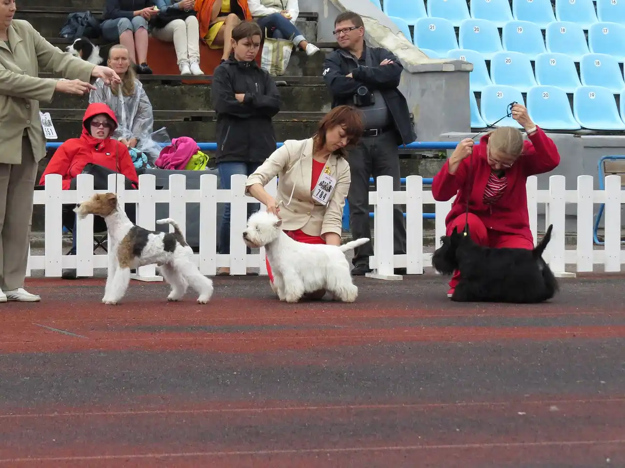 Fox-Terrier à poil dur debout en exposition, flanqué de deux autres terriers