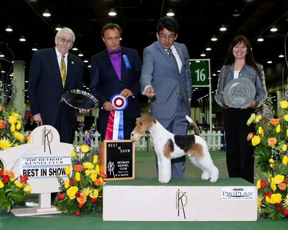 Fox-Terrier posé sur un podium de concours entouré de juges, rubans et trophées