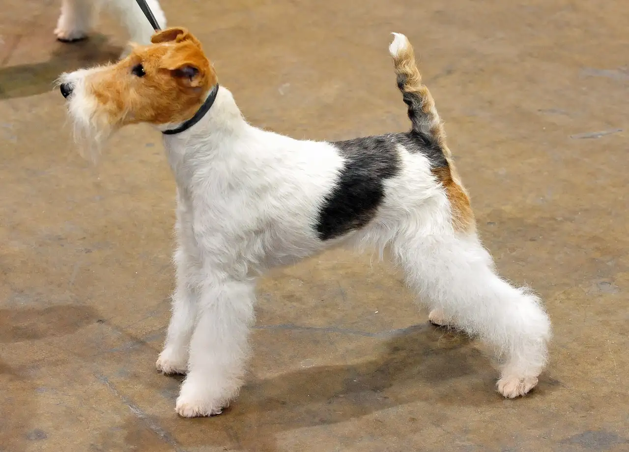 Fox-Terrier debout en exposition, poil dur tricolore (blanc, noir et feu)