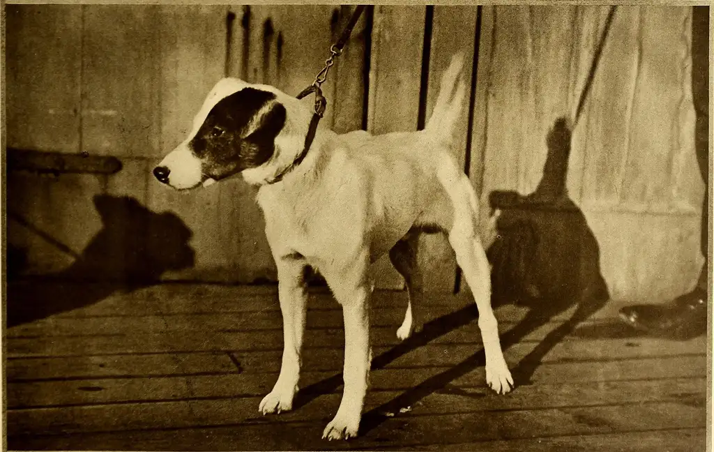 Fox-Terrier debout en laisse sur un plancher en bois, tête blanche avec tache foncée