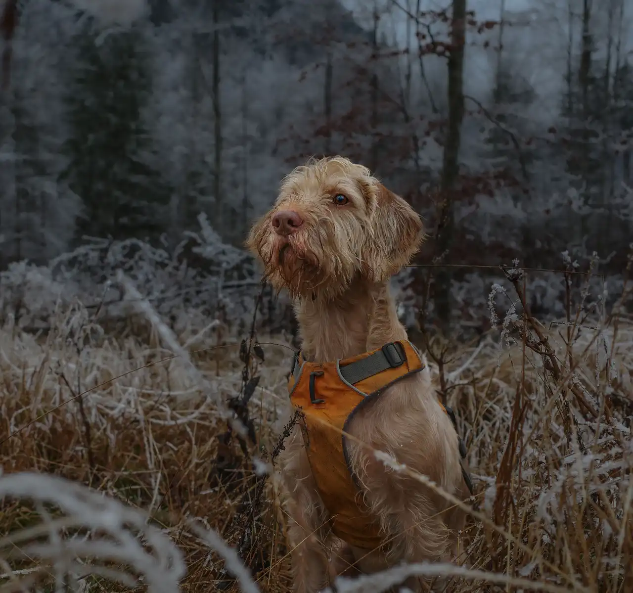 Griffon fauve de Bretagne assis dans un champ gélé, portant un harnais orange