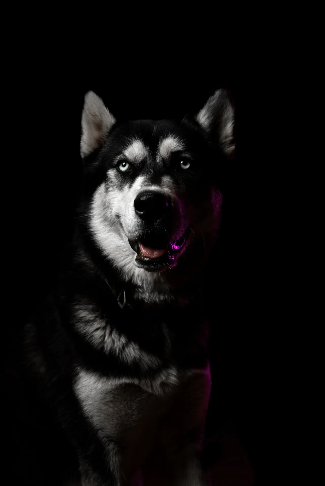 Husky Sibérien assis en portrait sur fond noir, lumière latérale violette