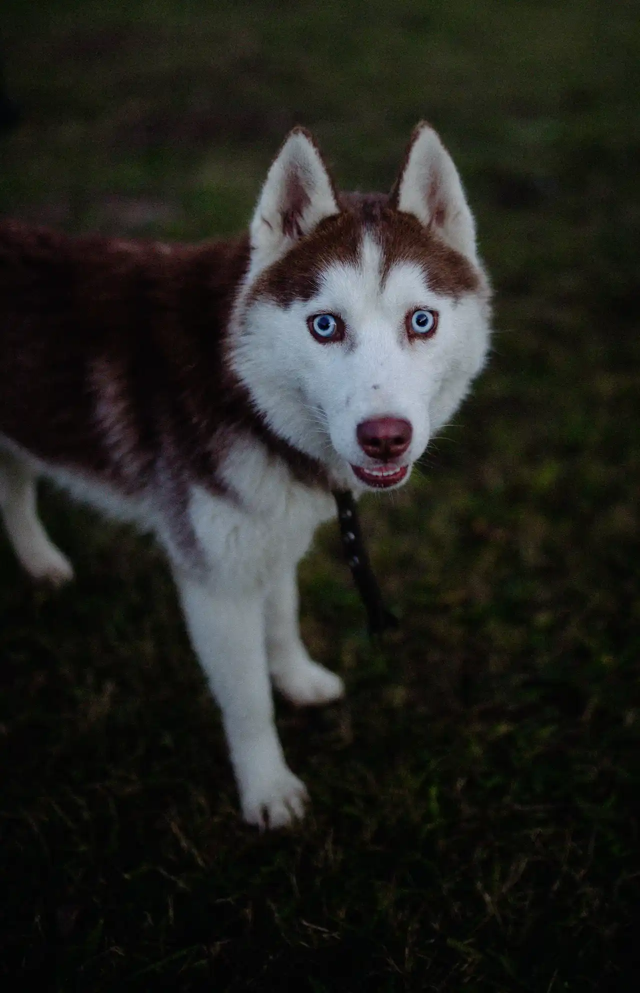 Husky Sibérien debout sur l'herbe regardant la caméra