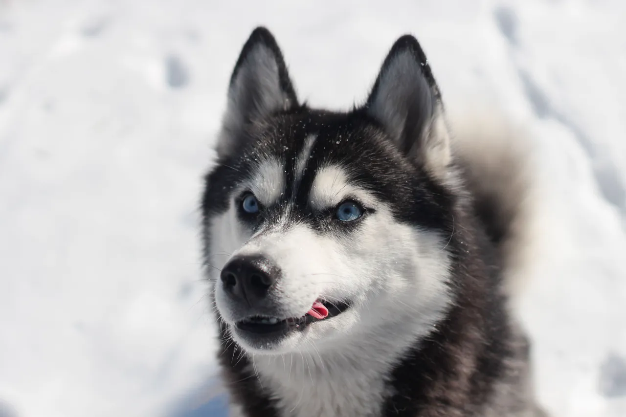 Husky Sibérien regardant vers le haut dans la neige, yeux bleus