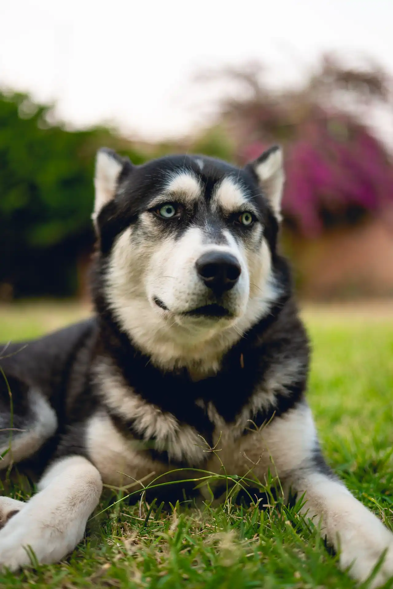 Husky Sibérien allongé dans l'herbe, regardant légèrement sur la droite