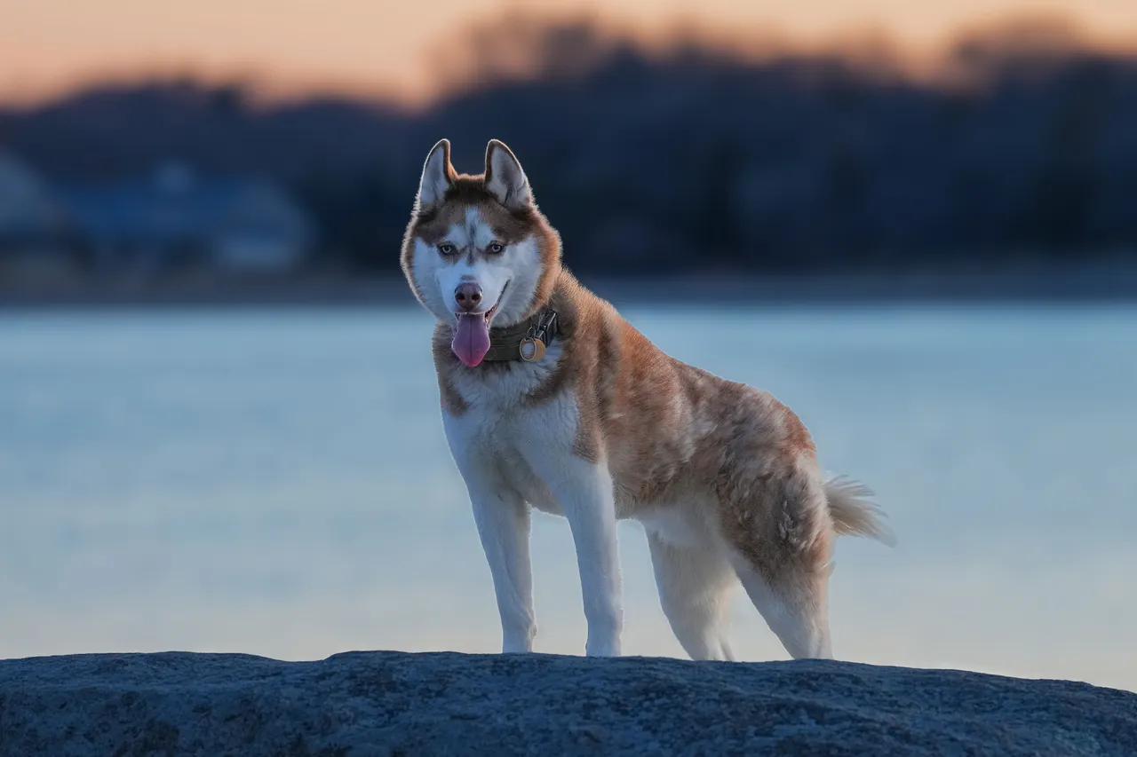 Husky Sibérien debout sur un rocher au bord de l'eau au crépuscule