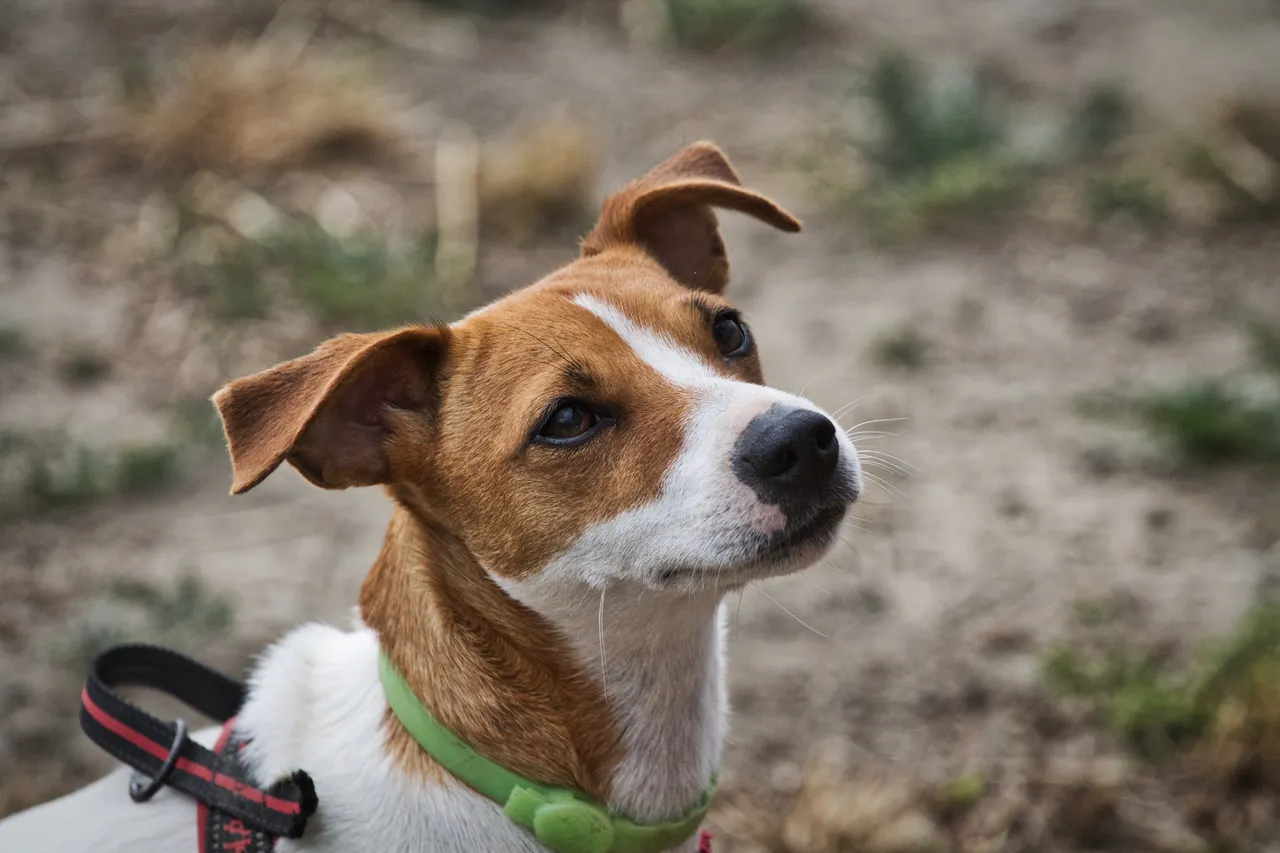 Jack Russell Terrier regardant vers le haut, portant un collier vert