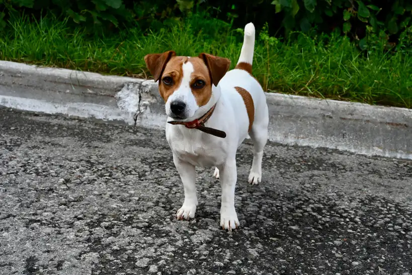 Jack Russell Terrier debout sur la chaussée avec un collier brun, taches brunes sur fond blanc