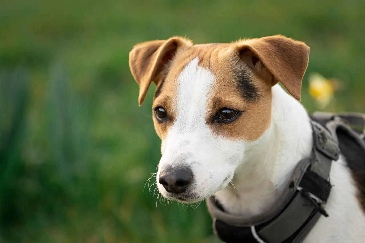 Jack Russell Terrier portrait en extérieur portant un harnais