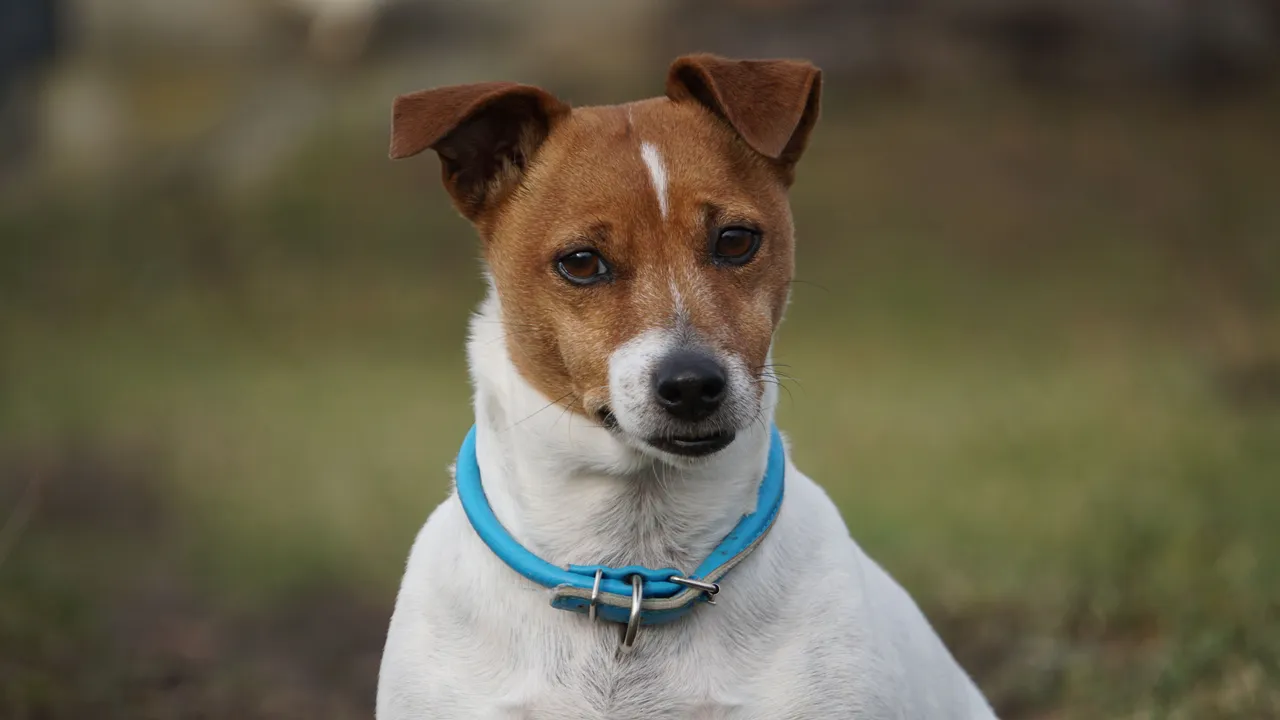Jack Russell Terrier assis, portrait frontal avec un collier bleu