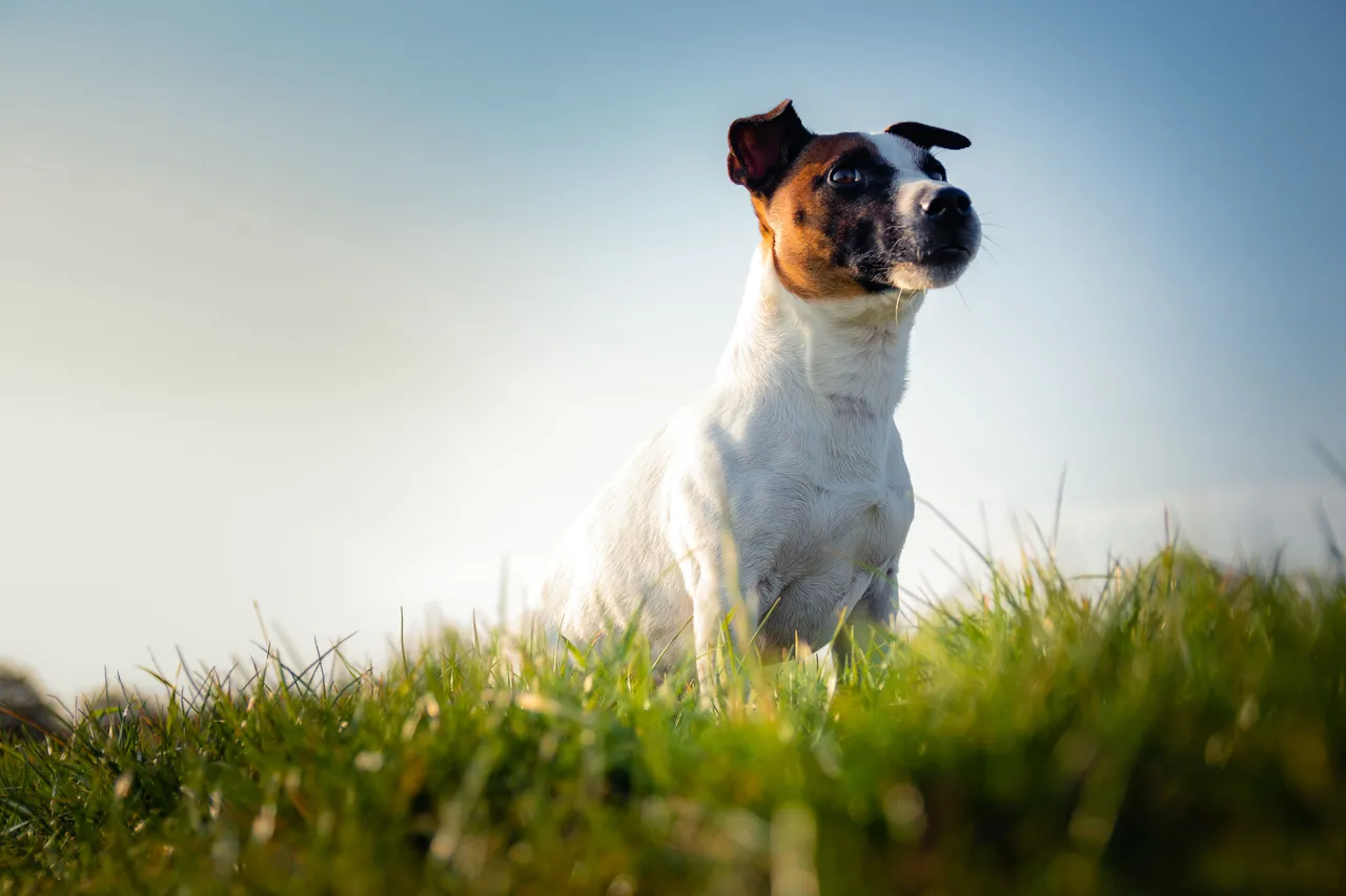 Jack Russell Terrier assis dans l'herbe regardant vers la droite
