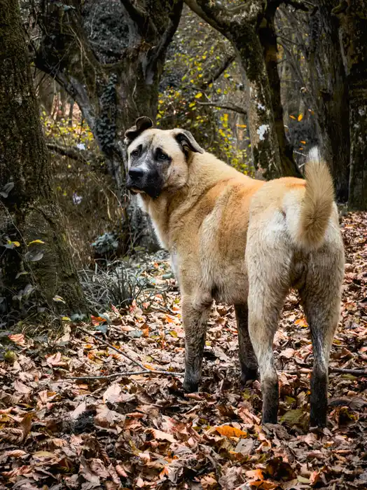 Kangal (Chien de berger Kangal) debout dans un sous-bois automnal, regardant par-dessus son épaule