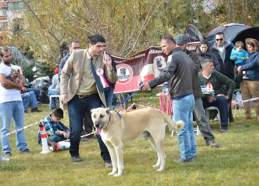 Kangal (Chien de berger Kangal) tenu en laisse lors d'une exposition en plein air