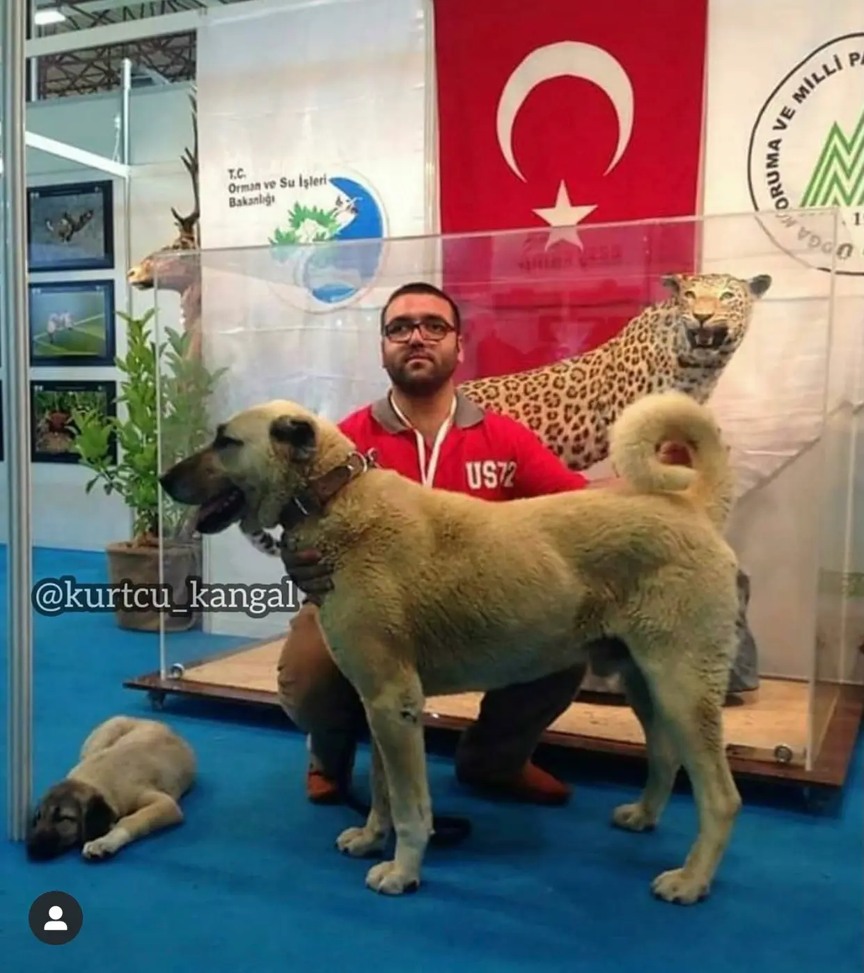 Kangal (Chien de berger Kangal) debout à côté d'un homme dans un salon/exposition