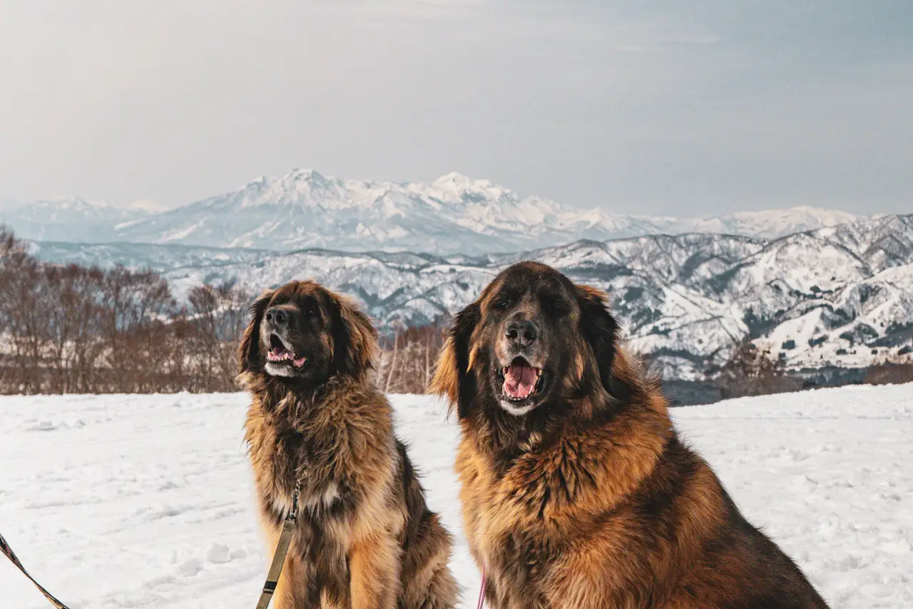 Leonberg assis dans la neige devant des montagnes