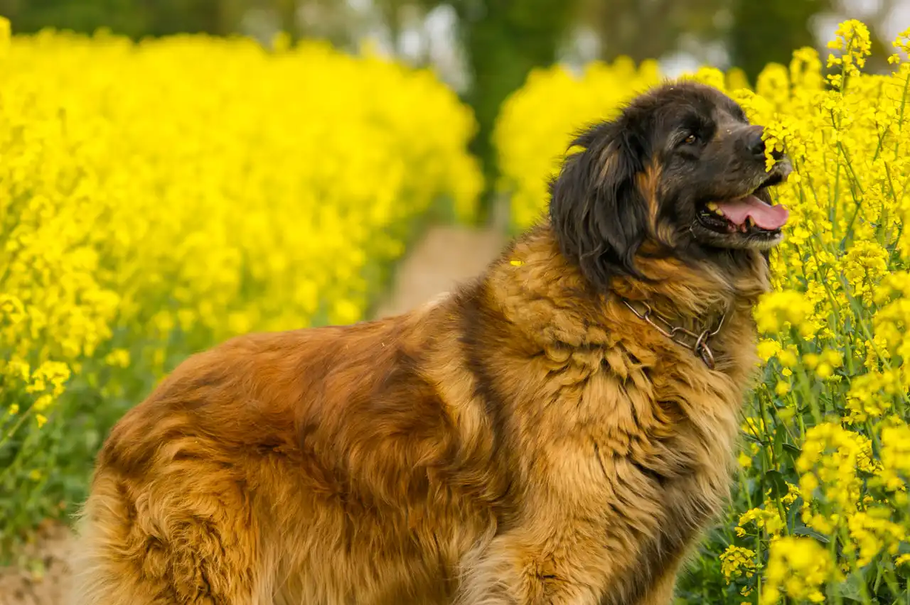 Leonberg debout dans un champ de fleurs jaunes